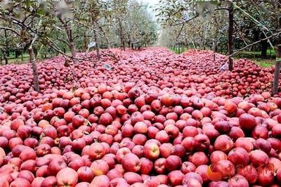 蘭州供銷系統首個農產品展示中心正式運營 打造'甘味'品牌新亮點